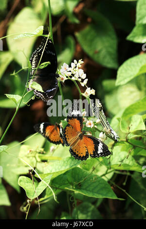 Close-up plusieurs orange noir blanc bleu papillons colorés assis sur fleur blanche manger nectar. Banque D'Images