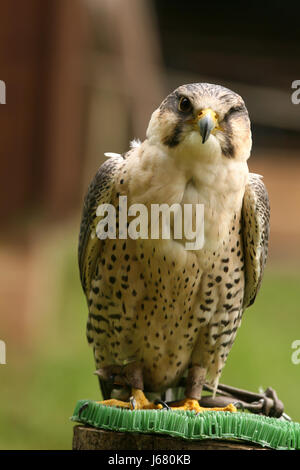 Zoo d oiseaux animaux oiseaux faucon chasseur sauvage zoo d