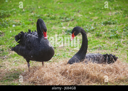 Beau cygne noir assis sur un nid Banque D'Images