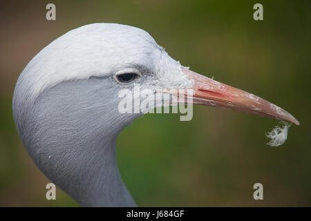 Anthropoides paradisea Grus paradisea také, nebo Banque D'Images