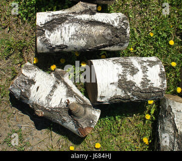 Grumes de bouleau sur l'herbe Banque D'Images