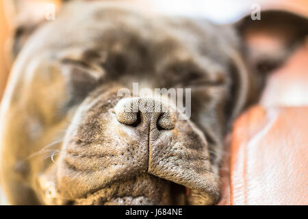 Close up du nez mussle d'un Staffordshire Bull Terrier Noir couchage Chien sur un canapé en cuir. Sa fourrure est douce, lisse et brillant. Banque D'Images