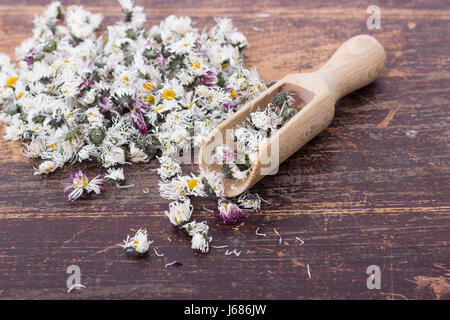 Plateau de fleurs Daisy Banque D'Images