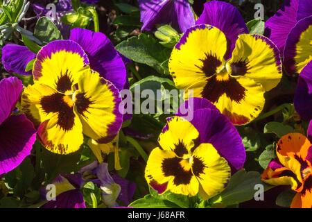 Pansy purple fleurs dans un jardin Banque D'Images