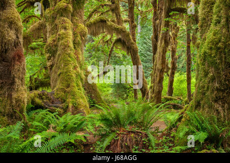 Fougères, de mousses et de l'érable à grandes feuilles d'arbres, de mousses Hall Trail, Hoh Rainforest, Olympic National Park, Washington. Banque D'Images