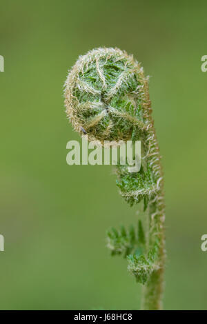 Scaly Fougère mâle (Dryopteris affinis) Banque D'Images