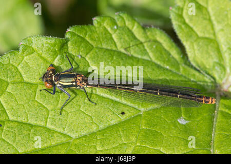 Les grandes demoiselles Pyrrhosoma nymphula (rouge) Banque D'Images