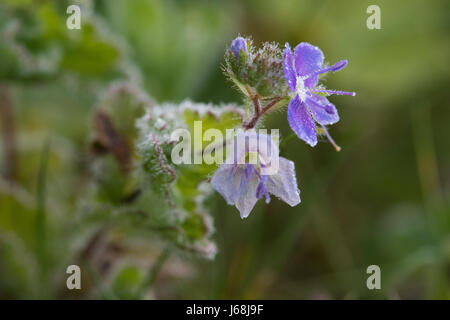 Véronique des champs (Veronica filiformis mince) Banque D'Images