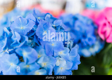 Hortensia bleu pâle lumière macro fleurs libre avec bokeh Banque D'Images