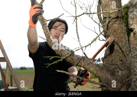 L'élagage des arbres mâles Banque D'Images