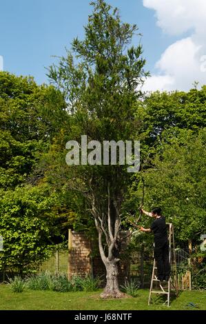 L'élagage des arbres mâles Banque D'Images