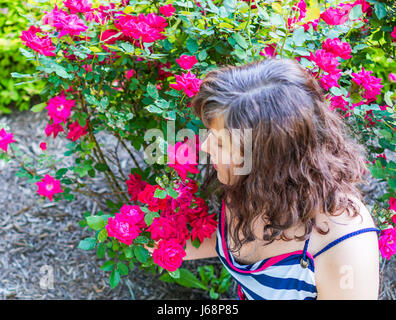 Jeune femme libre de sentir les roses rouges ou roses de bush en jardin à l'extérieur en été Banque D'Images