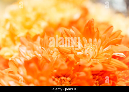 Les poms jaune orange fleurs ombre macro closeup avec bokeh Banque D'Images