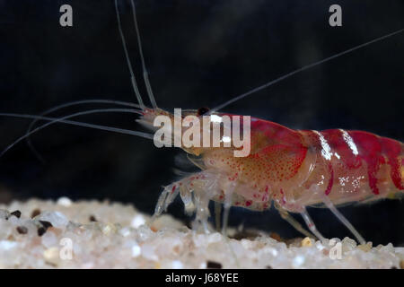 Caridina cf. cantonensis Banque D'Images