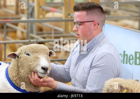 Royal Welsh Festival du printemps, Builth Wells, Powys, Wales - Mai 2017 - Un homme et son mouton - qui a la meilleure coupe de cheveux - un agriculteur prépare ses brebis à être jugé avec un clip final de la cisailles à main avant de juger au Royal Welsh Festival de Printemps . Photo Steven Mai / Alamy Live News Banque D'Images