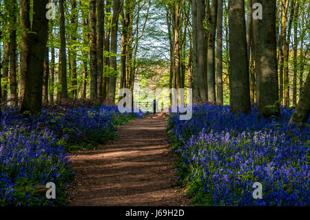 Jacinthes des bois au printemps en hêtre, Ashridge Estate England, UK, Royaume-Uni, Banque D'Images