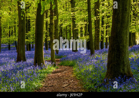 Jacinthes des bois au printemps en hêtre, Ashridge Estate England, UK, Royaume-Uni, Banque D'Images