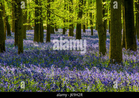 Jacinthes des bois au printemps en hêtre, Ashridge Estate England, UK, Royaume-Uni, Banque D'Images