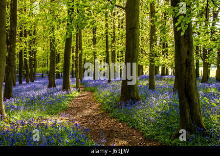 Jacinthes des bois au printemps en hêtre, Ashridge Estate England, UK, Royaume-Uni, Banque D'Images