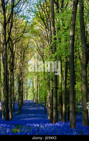 Jacinthes des bois au printemps en hêtre, Ashridge Estate England, UK, Royaume-Uni, Banque D'Images