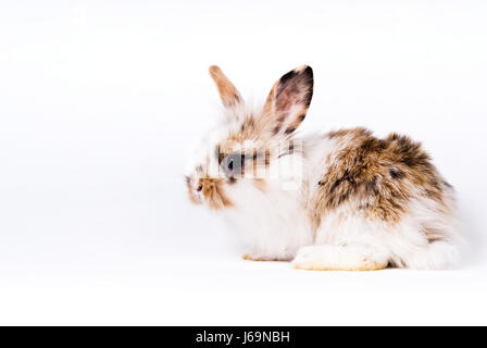 Animal animaux lapin rongeurs lapins lapin blanc intérieur intime macro close-up Banque D'Images