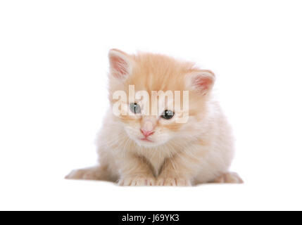 Bebe Chat Chaton Angora Gingembre Rouge Blanc Chats Yeux Oreilles Oeil Oeil Voir Voir Photo Stock Alamy