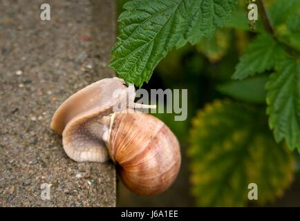 Aliment alimentaire les bêtes escargot la faim à engloutir gorge enthousiasme dévorent Banque D'Images