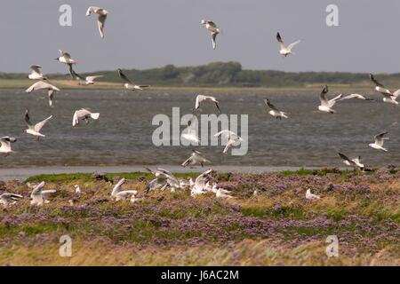 Colonie de goélands de rire dans la mer des wadden Banque D'Images