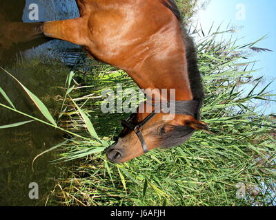 cheval dans l’eau Banque D'Images