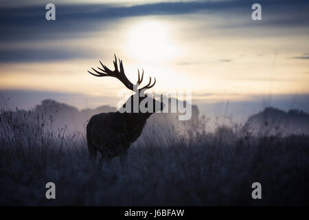 Stag at dawn à Richmond Deer Park Banque D'Images