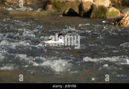 Harle bièvre - Mergus merganser - homme adulte Banque D'Images