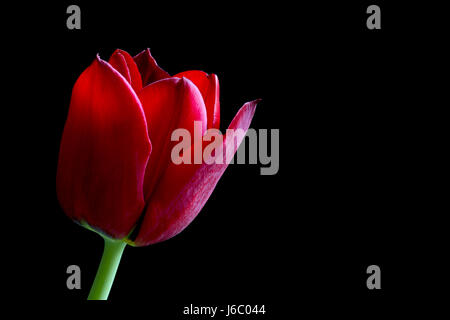 Close up tulipe rouge sur noir Banque D'Images