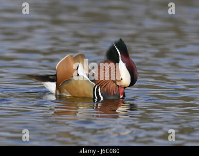 Canard mandarin - Aix galericulata - affichage d'homme Banque D'Images