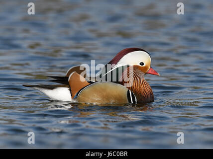 Canard mandarin - Aix galericulata - mâle Banque D'Images