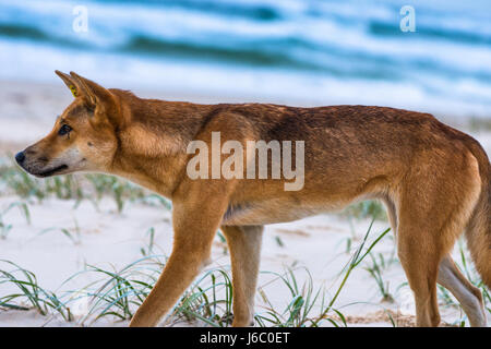 Dingo sur cent mile beach, Fraser Island, Queensland, Australie. Banque D'Images