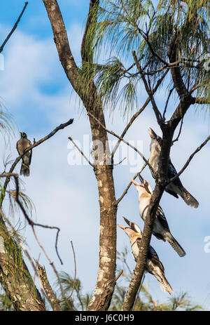 Kookaburras dans les arbres à Byron Bay, New South Wales, Australia Banque D'Images