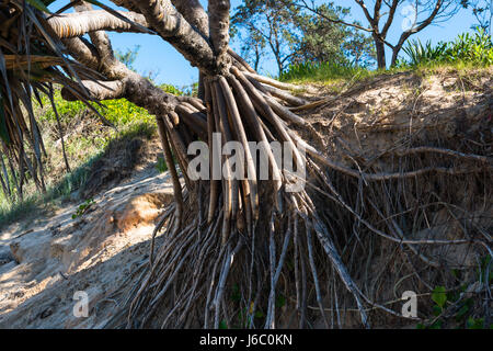 Pandanus tectorius vis, pin, sur une plage du Queensland tropical (près de Coffs Harbour), l'Australie. Banque D'Images