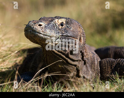 Portrait d'un Dragon de Komodo. Gros plan. Indonésie. Parc national de Komodo. Banque D'Images