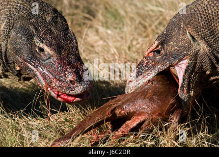Les dragons de Komodo mangent leurs proies. Indonésie. Parc national de Komodo. Banque D'Images