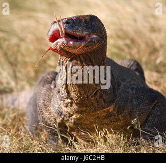 Les dragons de Komodo mangent leurs proies. Indonésie. Parc national de Komodo. Banque D'Images