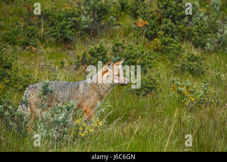 Renard gris de Patagonie, Pseudalopex griseus Banque D'Images