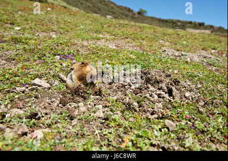 Endémique de la montagnes de balle en Ethiopie, le rat taupe géant est la proie de choix pour le loup éthiopien. Banque D'Images