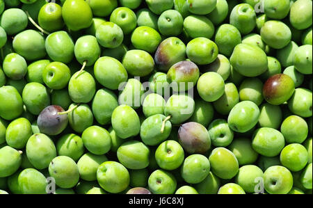 Portugal légumes plantation olive paix pictogramme Pictogramme trade Banque D'Images