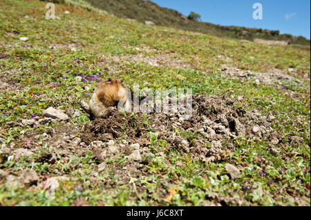 Endémique de la montagnes de balle en Ethiopie, le rat taupe géant est la proie de choix pour le loup éthiopien. Banque D'Images