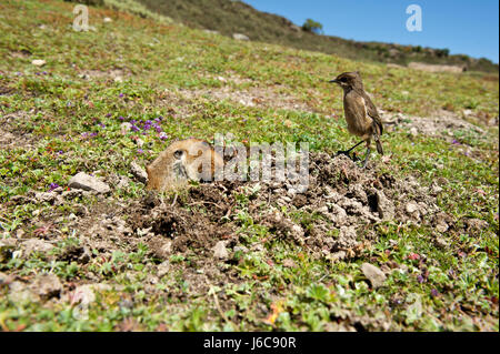 Endémique de la montagnes de balle en Ethiopie, le rat taupe géant est la proie de choix pour le loup éthiopien. Banque D'Images