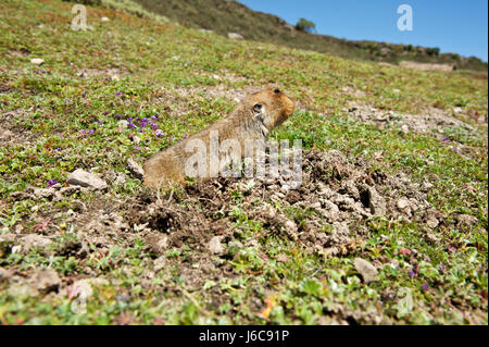 Endémique de la montagnes de balle en Ethiopie, le rat taupe géant est la proie de choix pour le loup éthiopien. Banque D'Images