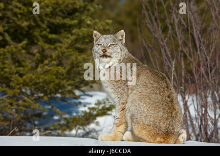 Lynx du Canada, Lynx canadensis Banque D'Images