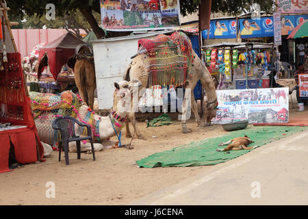 En attendant repos chameau dans le tourisme indien grand désert du Thar près de Pushkar, Rajasthan, Inde le 17 février 2016. Banque D'Images