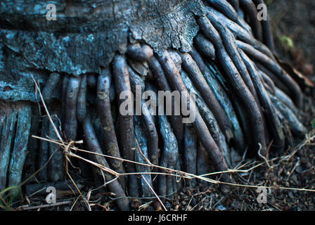 Plan des racines des arbres Banque D'Images