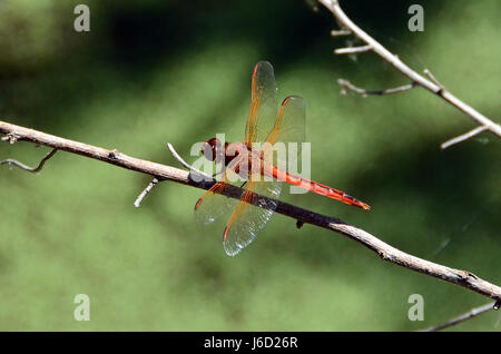 Libellule Orange repose sur brindille dans l'île de Hilton Head, Caroline du Sud zone humide. Banque D'Images